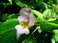 Amphora Balsam