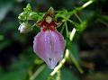 Anamalai Balsam