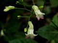 Andaman Bellthorn