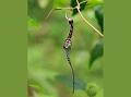 Andaman Ceropegia
