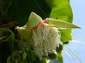Andaman Planchonia