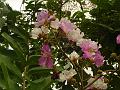 Andhra Crape Myrtle