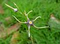 Andhra Spider Star
