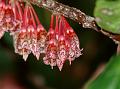 Angled-Stem Lantern Flower