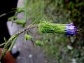 Arrowleaf Blue-Sow-Thistle