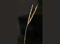 Arrowleaf Muraina Grass
