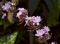 Arunachal False Eranthemum