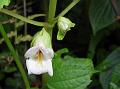 Arunachal Henckelia