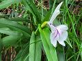 Arunachal Kakoli Ginger