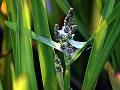 Asian Bur-Reed