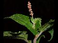 Asian Copperleaf