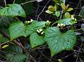 Asian Cucamelon