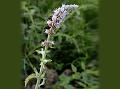 Asian Mint