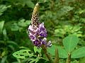 Asian Tick Trefoil