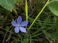 Asiatic Bellflower