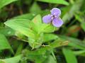 Asiatic Dewflower
