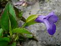 Asiatic Wishbone Flower