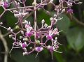 Assam Bristletips