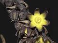 Assam Dark-Flower