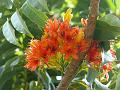 Australian Chestnut
