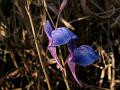 Babu Bladderwort
