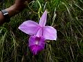 Bamboo Orchid