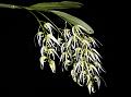 Bare Dendrobium