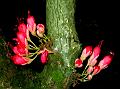 Bark-Flower Humboldtia