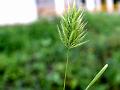 Barley Brome