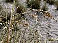 Beach Grass