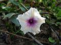 Beach Morning Glory