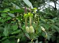 Beaked Candlestick Ceropegia