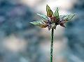 Bearded Watergrass