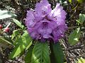 Bell Snow Rhododendron