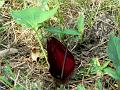 Bengal Arum