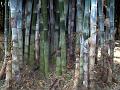 Bengal Bamboo