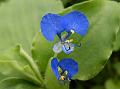 Bengal Dayflower