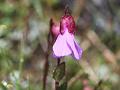 Bergenia Saxifrage