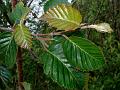 Bhoj Patra Tree