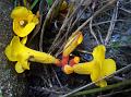 Bicolor Christisonia