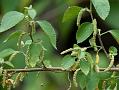 Birch-Leaved Cat Tail