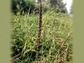 Birdwood Grass