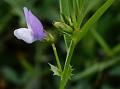 Bithynian Vetch