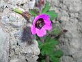 Black Eyed Geranium