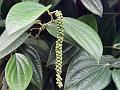 Black Pepper