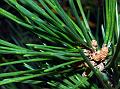 Black Pine