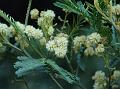 Black Wattle