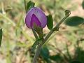 Black-Pod Vetch