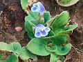 Blue Carpet Flower