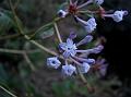 Blue Forest Champa